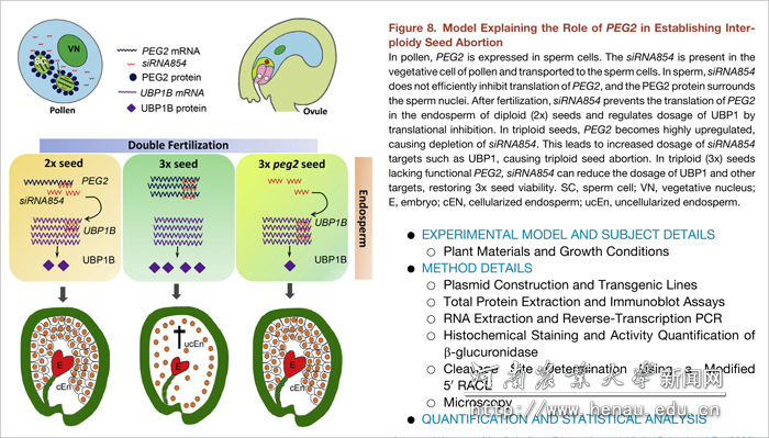 雄配子siRNA跨代表观遗传调控植物合子胚生殖障碍的作用模型