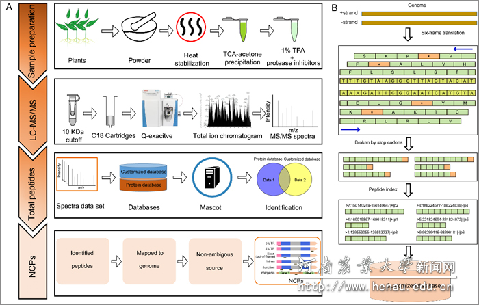 肽基因组学大规模挖掘植物NCP的方法示意图