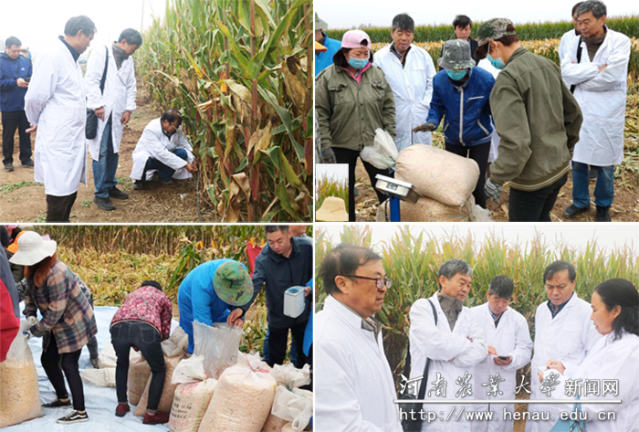 专家组现场进行田间种植密度测量、籽粒机收、水分测定、籽粒称重和计算