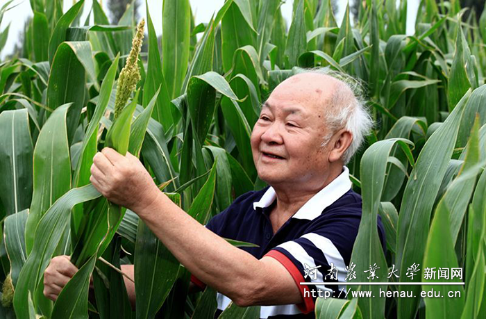 陈伟程教授在察看玉米长势